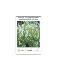 Lavandula-angustifolia-Edelweiss.jpg Lavandula-angustifolia-Edelweiss.jpg