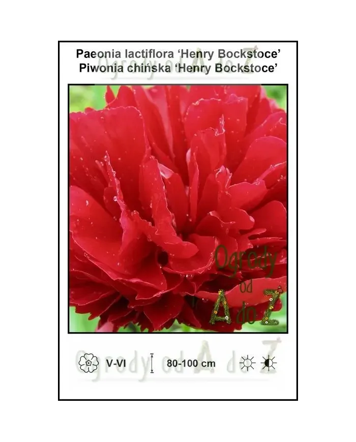 Paeonia-lactiflora-Henry-Bockstoce.jpg Paeonia-lactiflora-Henry-Bockstoce.jpg
