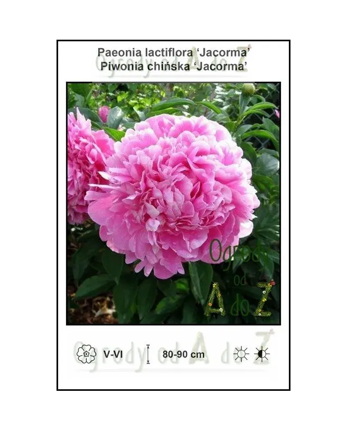 Paeonia-lactiflora-Jacorma.jpg