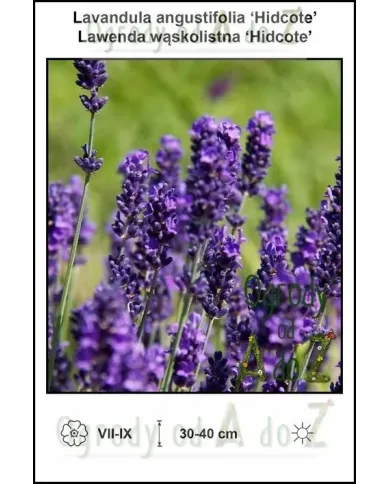 Lavandula-angustifolia-Hidcote.jpg