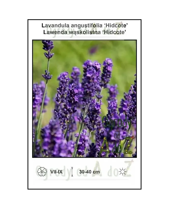 Lavandula-angustifolia-Hidcote.jpg