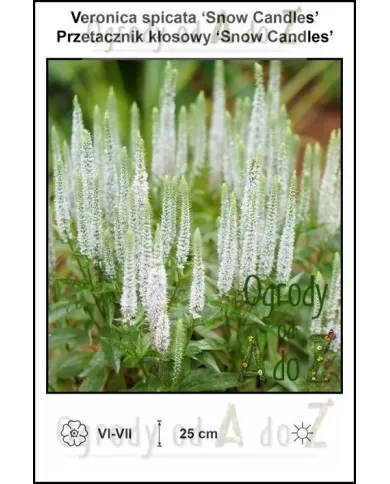 Veronica-spicata-Snow-Candles.jpg Veronica-spicata-Snow-Candles.jpg