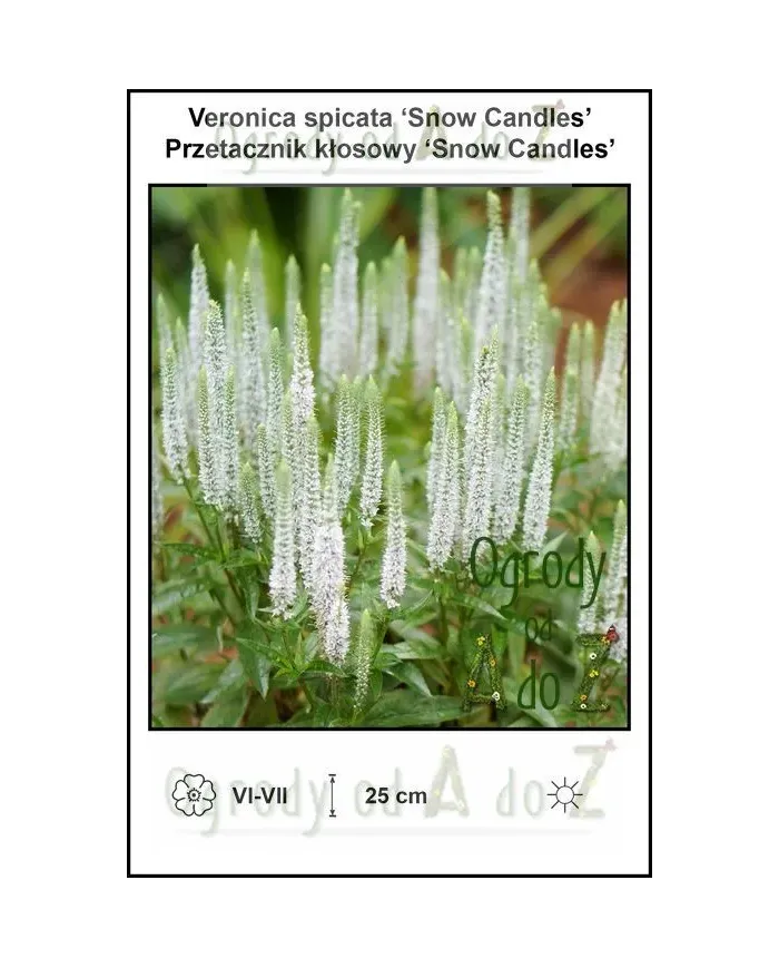 Veronica-spicata-Snow-Candles.jpg
