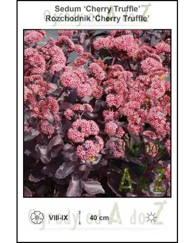 Sedum-Cherry-Truffle.jpg Sedum-Cherry-Truffle.jpg