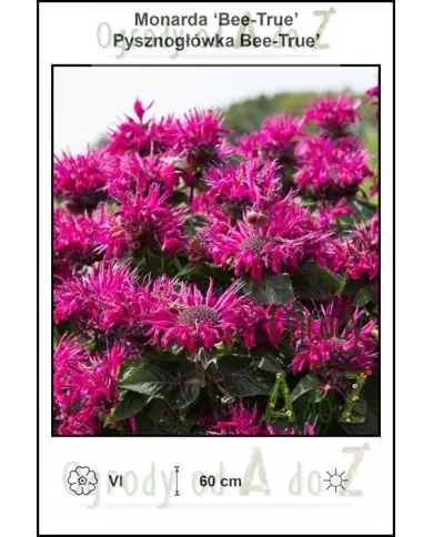 Monarda-Bee-True.jpg