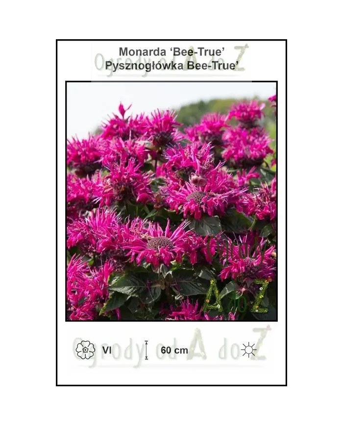 Monarda-Bee-True.jpg