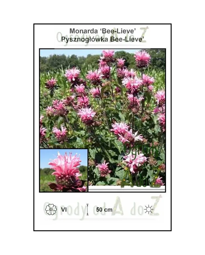 Monarda-Bee-Lieve.jpg