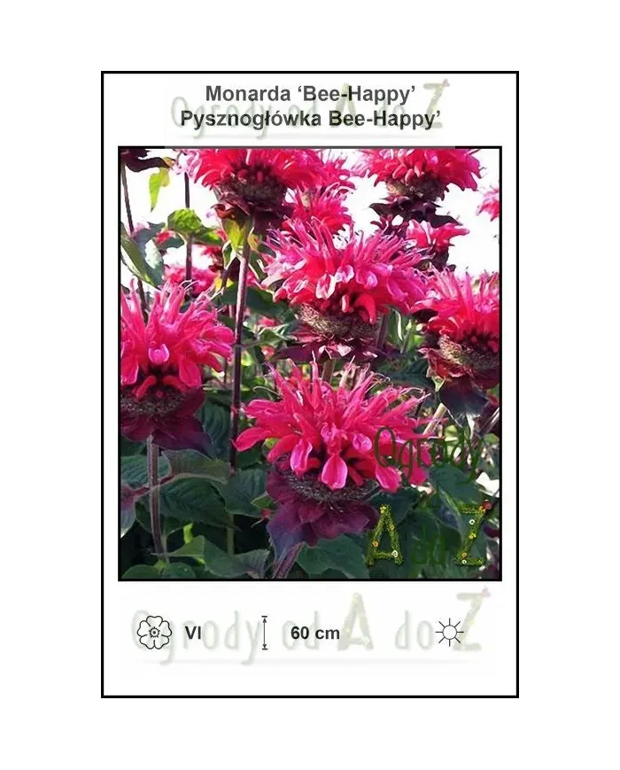 Monarda-Bee-Happy.jpg