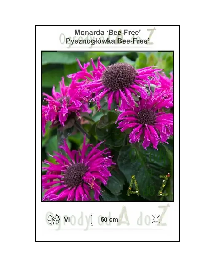 Monarda-Bee-Free.jpg