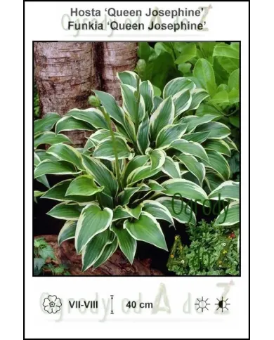 Hosta-Queen-Josephine.jpg