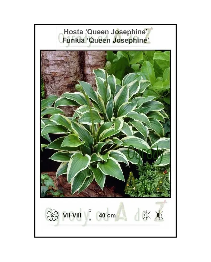 Hosta-Queen-Josephine.jpg