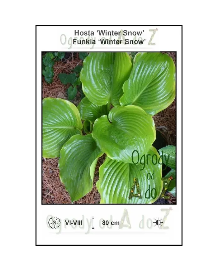 Hosta-Winter-Snow.jpg