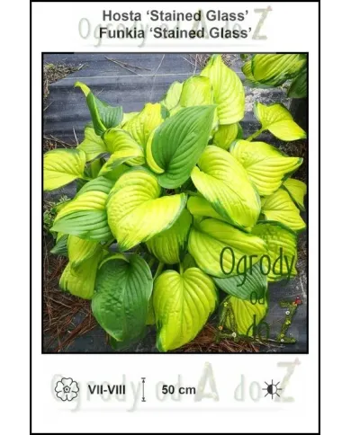Hosta-Stained-Glass.jpg