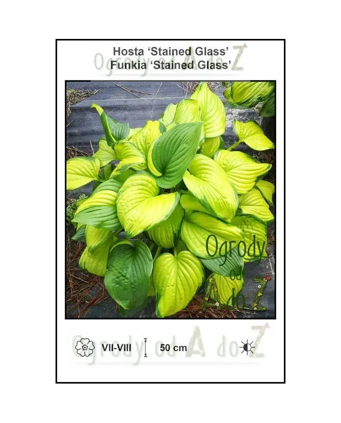 Hosta-Stained-Glass.jpg