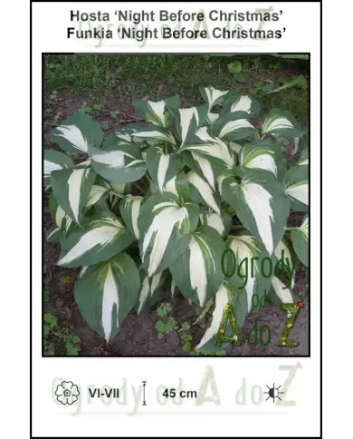 Hosta-Night-Before-Christmas.jpg