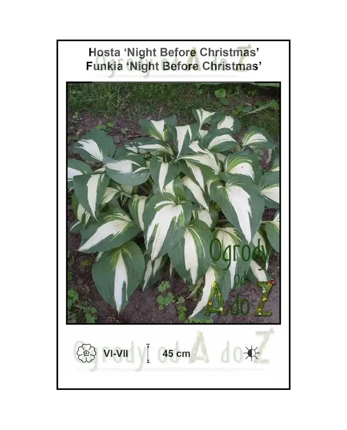 Hosta-Night-Before-Christmas.jpg