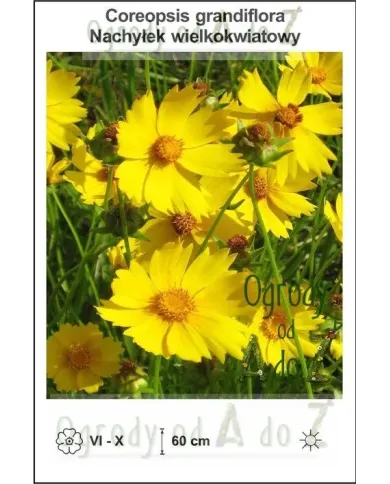 Coreopsis-grandiflora.jpg