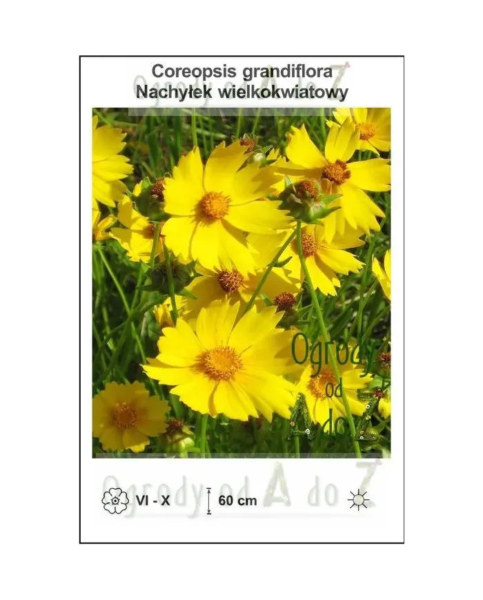 Coreopsis-grandiflora.jpg Coreopsis-grandiflora.jpg