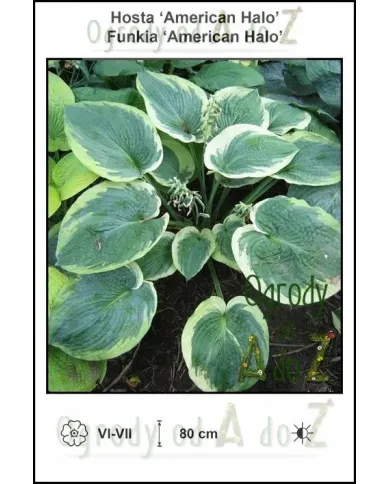 Hosta-American-Halo.jpg