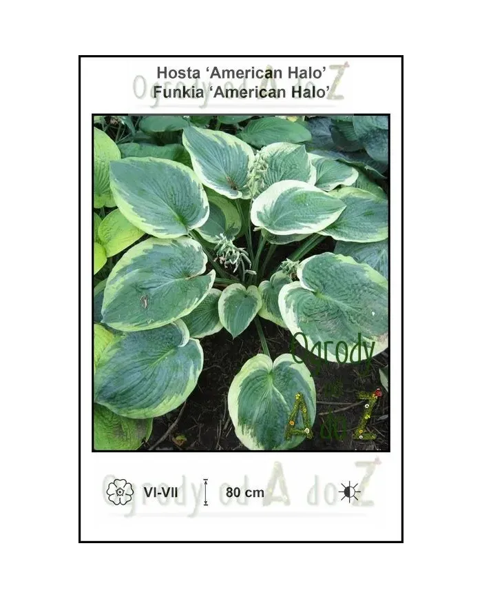 Hosta-American-Halo.jpg