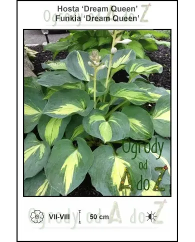Hosta-Dream-Queen.jpg