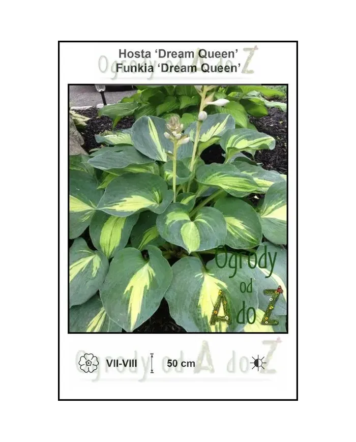 Hosta-Dream-Queen.jpg