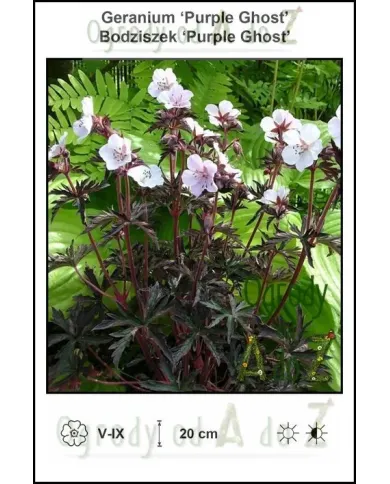 Geranium-Purple-Ghost.jpg