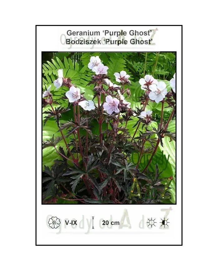 Geranium-Purple-Ghost.jpg