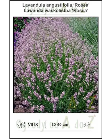 Lavandula-angustifolia-Rosea.jpg Lavandula-angustifolia-Rosea.jpg