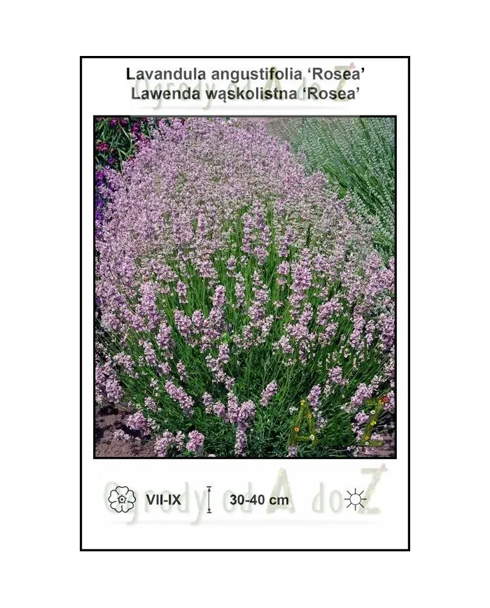 Lavandula-angustifolia-Rosea.jpg