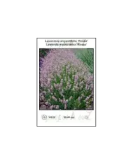 Lavandula-angustifolia-Rosea.jpg