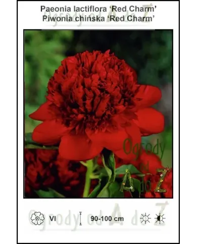 Paeonia-lactiflora-Red-Charm.jpg