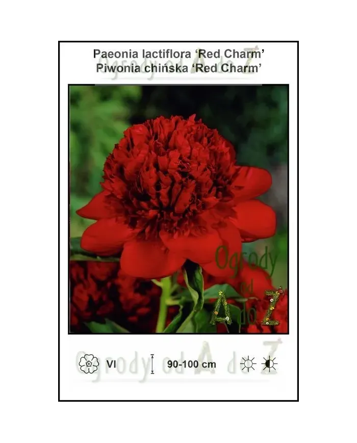 Paeonia-lactiflora-Red-Charm.jpg