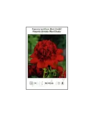 Paeonia-lactiflora-Red-Charm.jpg