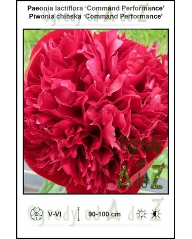 Paeonia-lactiflora-Command-Performance.jpg