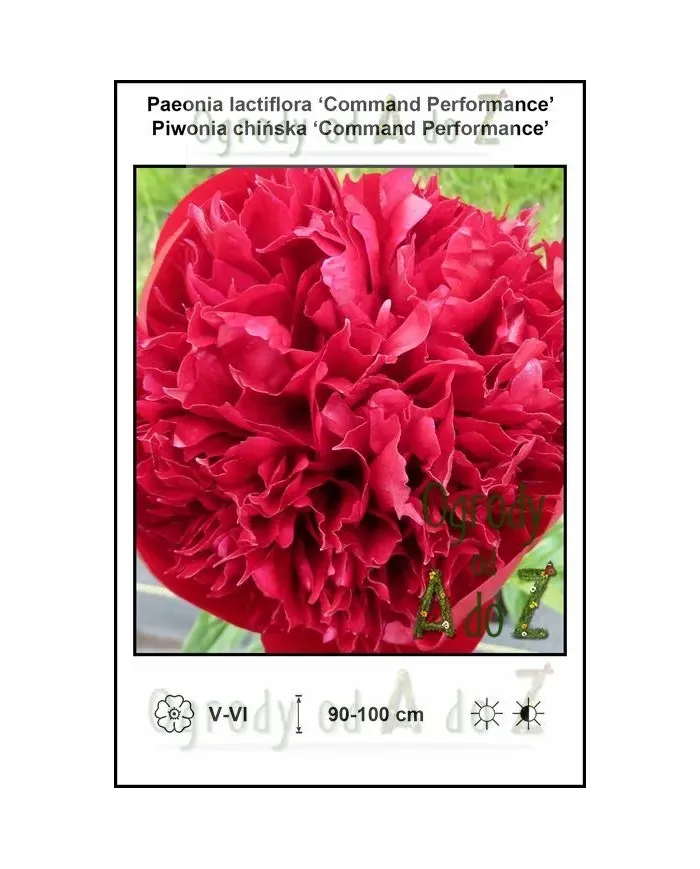 Paeonia-lactiflora-Command-Performance.jpg