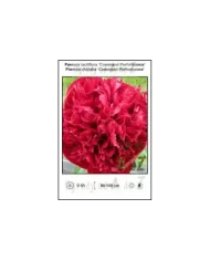 Paeonia-lactiflora-Command-Performance.jpg