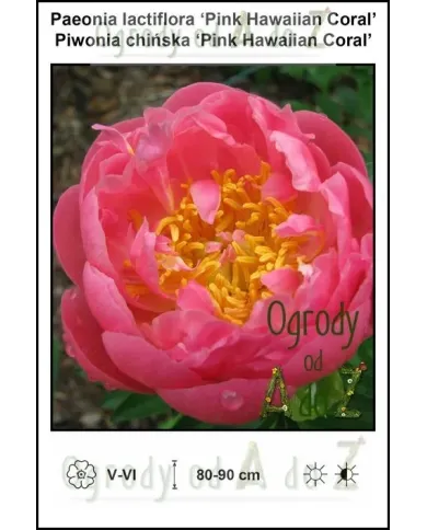 Paeonia-lactiflora-Pink-Hawaiian-Coral.jpg