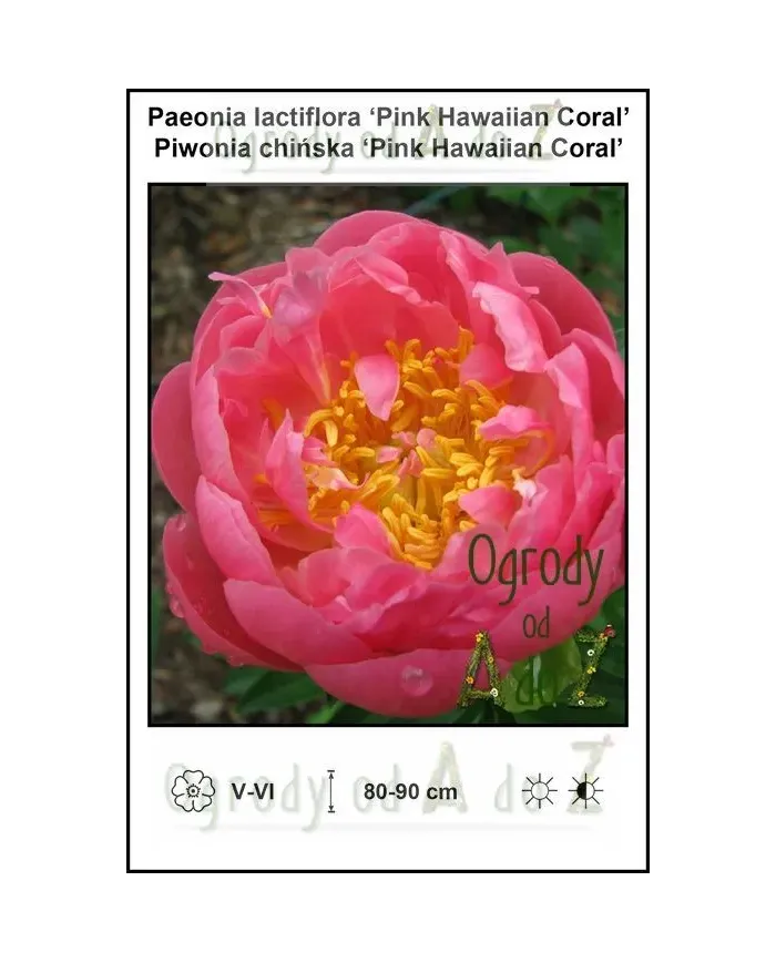 Paeonia-lactiflora-Pink-Hawaiian-Coral.jpg