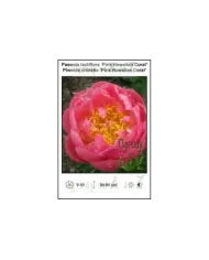 Paeonia-lactiflora-Pink-Hawaiian-Coral.jpg