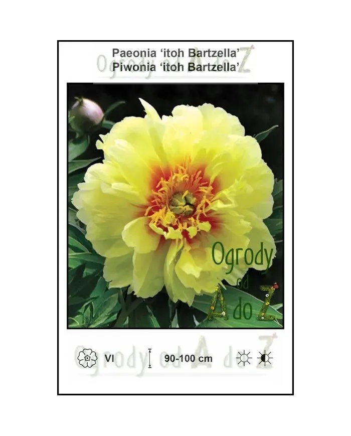Paeonia-itoh-Bartzella.jpg