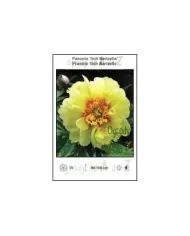 Paeonia-itoh-Bartzella.jpg