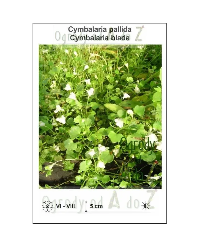 Cymbalaria-pallida.jpg