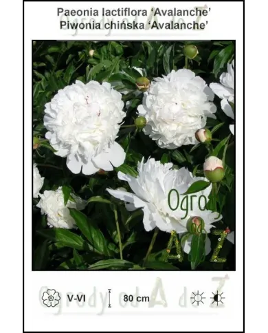 Paeonia-lactiflora-Avalanche.jpg