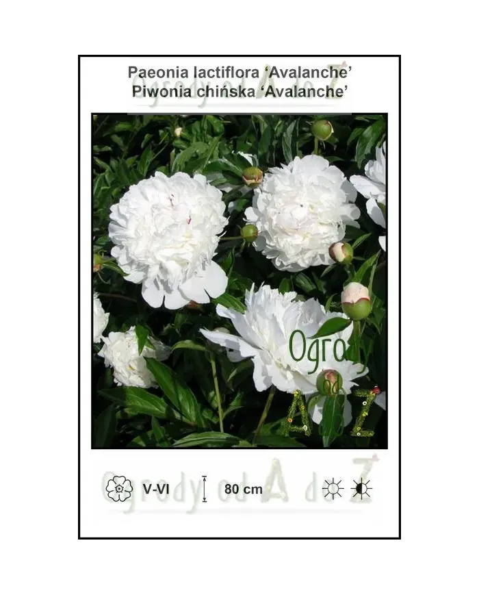 Paeonia-lactiflora-Avalanche.jpg