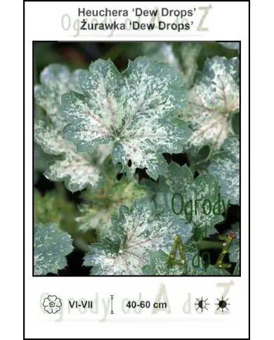Heuchera-Dew-Drops.jpg Heuchera-Dew-Drops.jpg