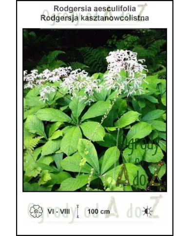Rodgersia-aesculifolia.jpg