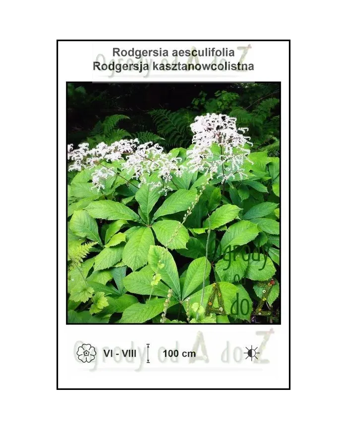 Rodgersia-aesculifolia.jpg