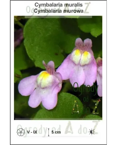 Cymbalaria-muralis.jpg