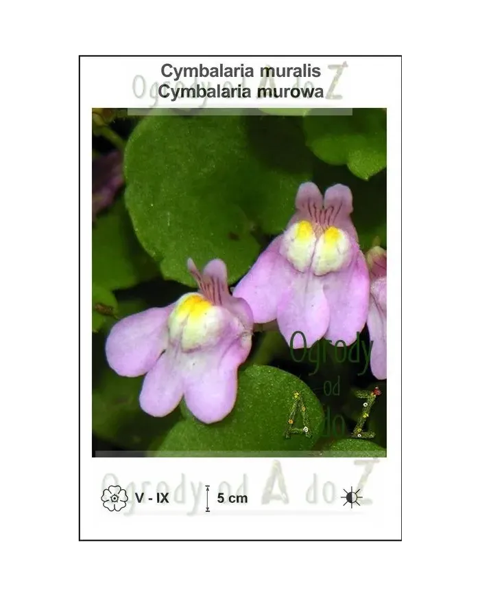 Cymbalaria-muralis.jpg